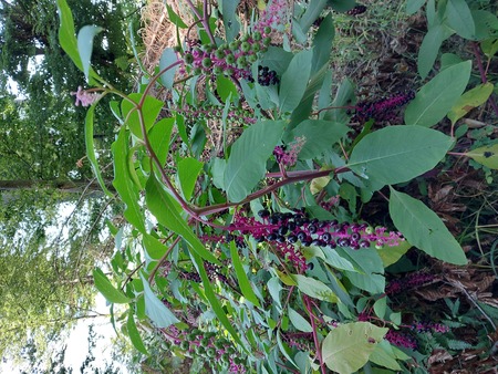 Slika: Navadna barvilnica (Phytolacca americana L.) – »invazivna strupenjača« iz Severne Amerike 